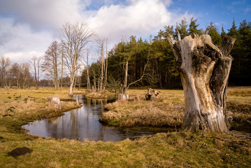 Strumień i wierzby © podlaski49