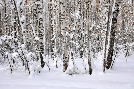 Fototapeta Russian winter in the birch forest
