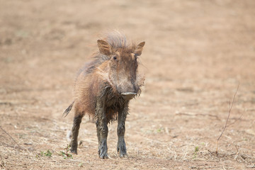 Common warthog (Phacochoerus africanus), Kruger Park, South Africa