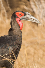 Southern ground hornbill (Bucorvus leadbeateri), Kruger Park, South Africa