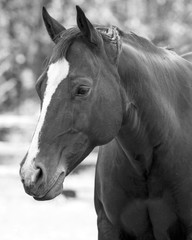 black and white portrait of a horse