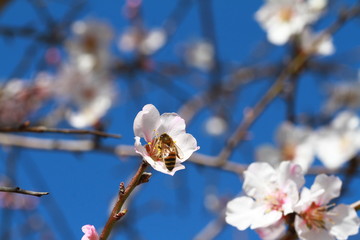  cerisier en fleurs  2016