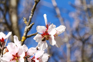floraison 2016 en Vaucluse 