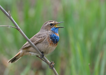 Bluethroat