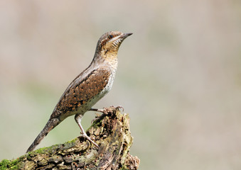 Eurasian Wryneck
