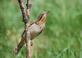 Eurasian Wryneck