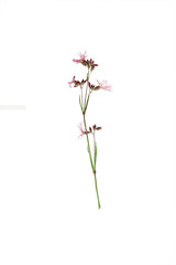 Pressed and dried flower ragged robin or lychnis flos-cuculi.