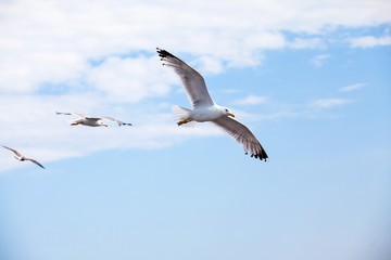 Beautiful seagulls soaring in the blue sky 