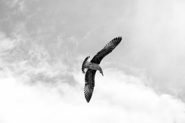 Beautiful seagulls soaring in the blue sky 