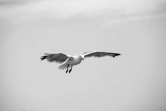 Beautiful seagulls soaring in the blue sky 