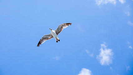 Fototapeta na wymiar Beautiful seagulls soaring in the blue sky 