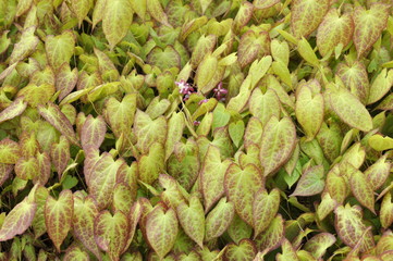 Fototapeta premium The red and green foliage of red barrenwort
