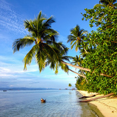 Palm, tropical beach and sea  