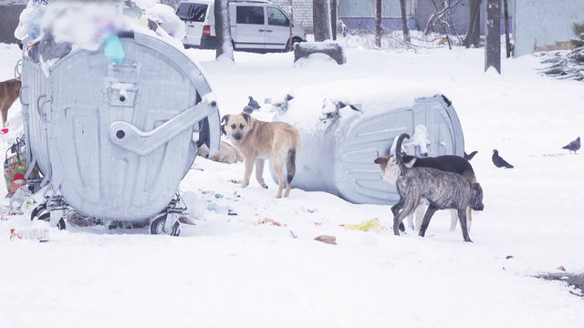 Dogs on snow in garbage