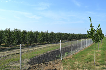 Fototapeta na wymiar Young apple orchard
