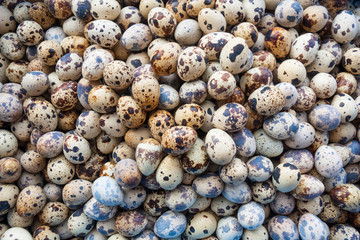 Quail egg