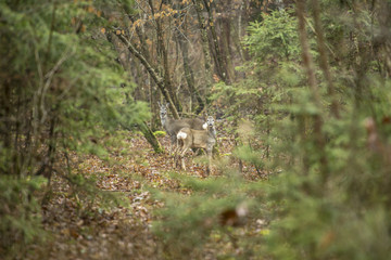 Two deers standing in autumn woods