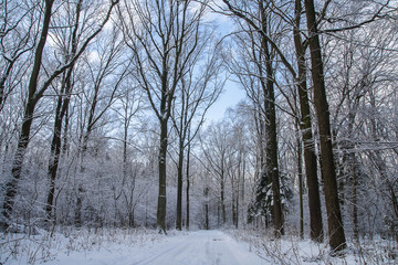 Forest in winter