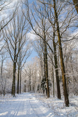 Forest in winter