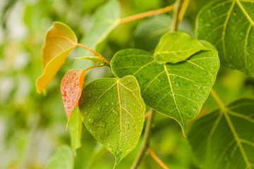 Raindrops on the green plant