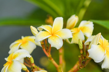 Obraz premium Plumeria flower with raindrops