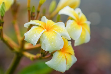 Obraz na płótnie Canvas Plumeria flower with raindrops
