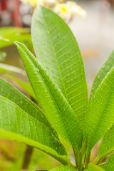 Raindrops on the green plant