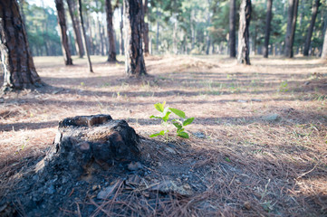 Pine forest background.