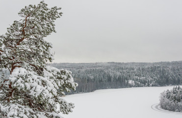 Wintry forest landscape with frozen lake and snowy forest in Finland