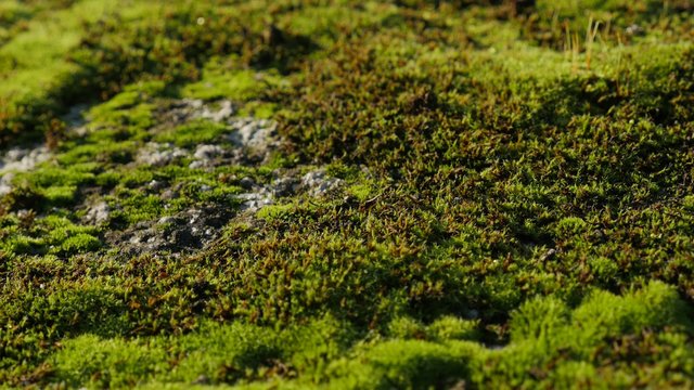 Shallow DOF clumps of moss on the ground and stone lighted close-up 4K 2160p 30fps UHD video - Bryophyta green wet plants outdoor natural background 4K 3840X2160 UltraHD footage 