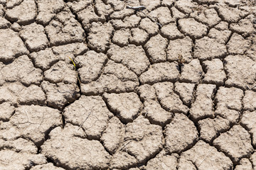 Cracked mud