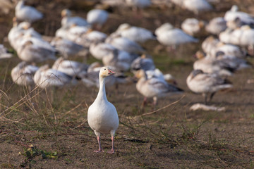 Snow Geese