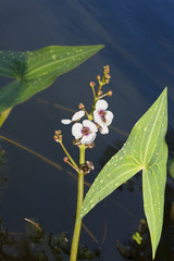 Aquatic plant Sagittaria - Arrowhead.