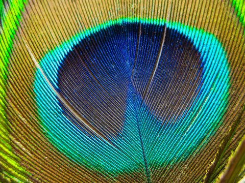Peacock macro
