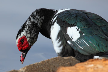Muscovy duck