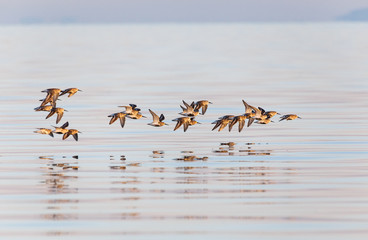 Dunlin