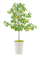 potted lemon tree isolated on white background