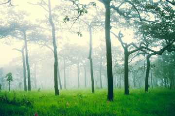 Soft focus of misty forest after rain, abstract nature backgroun