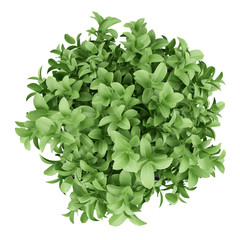 Fototapeta na wymiar top view of plant in black pot isolated on white background