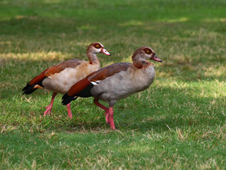  Egyptian geese