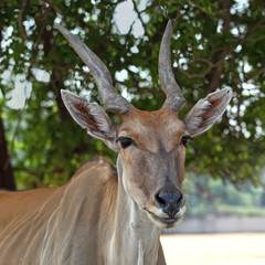 Tragelaphus oryx
