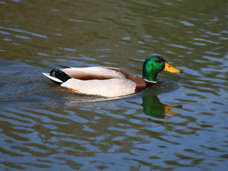 Mallard Duck