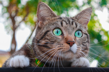 Curious Cat looking around the park
