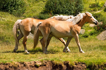 Obraz na płótnie Canvas Wild horses - National Park of Adamello Brenta / Two brown and white horses in mountain. National Park of Adamello Brenta, Val di Fumo. Trentino Alto Adige, Italy
