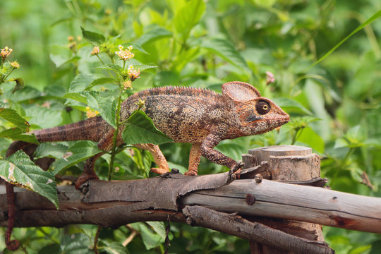 Chameleon on protection from tree