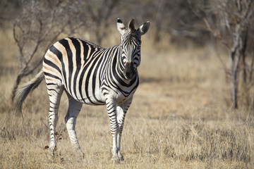 Fototapeta na wymiar Zebra standing in grass among trees during winter