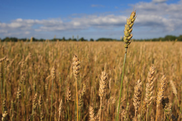Ripe wheat