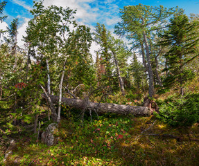 on the mountain in autumn day
