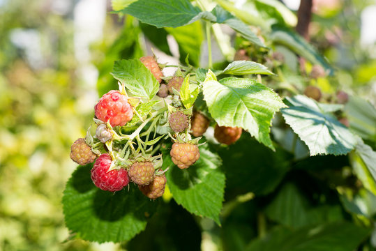 Horticulture and cultivation of raspberries, a remedy for colds and flu, increases immunity and resistance to disease, a lot of red raspberries on a bush
