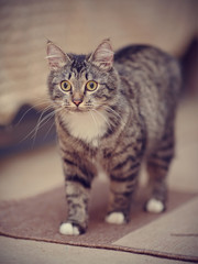 Domestic striped cat with yellow eyes